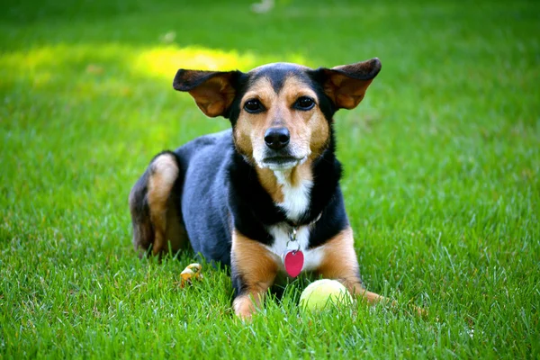 Meagle - min-nåla fast beagle blandad ras hund — Stockfoto