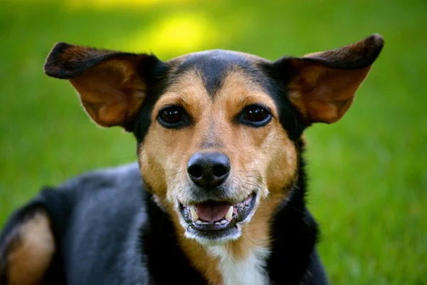 Meagle - min-pin beagle ırkı köpek karışık. — Stok fotoğraf