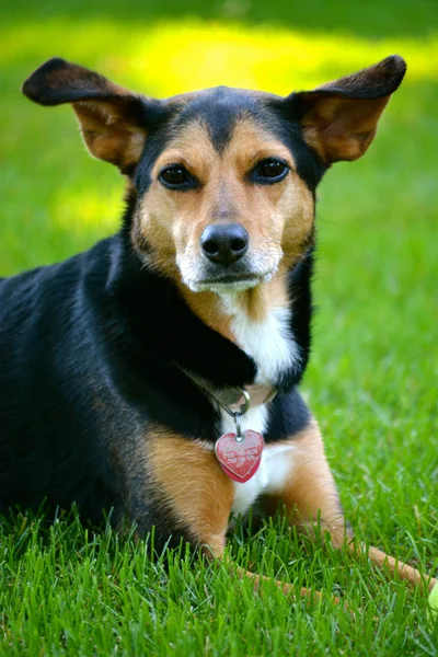 Meagle - Min-Pin Beagle Mixed Breed Dog — Stock Photo, Image