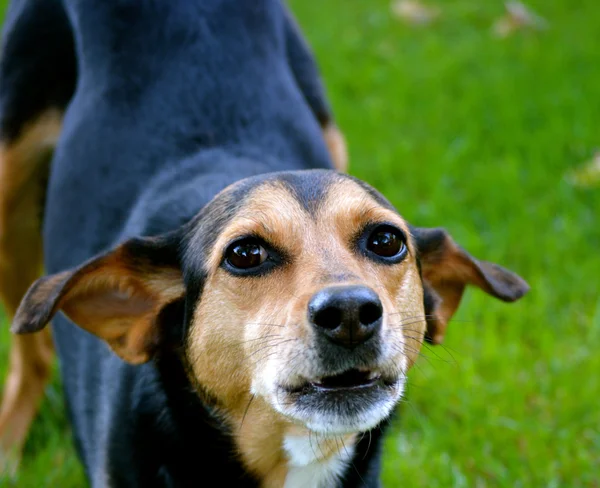 Meagle - min-nåla fast beagle blandad ras hund — Stockfoto