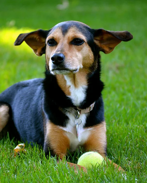 米格-min pin 猎兔犬混种狗 — 图库照片