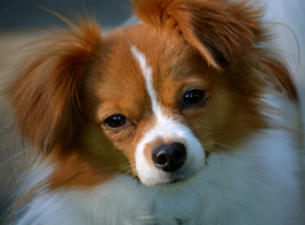Pappillon щенка смотрит на камеру 2 — стоковое фото