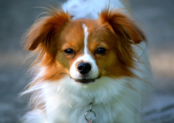 Pappillon Puppy Stares at the Camera 13 — Stok fotoğraf