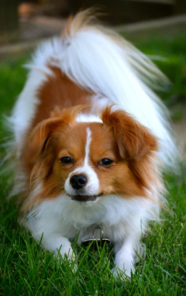 Pappillon щенка смотрит на камеру 18 — стоковое фото