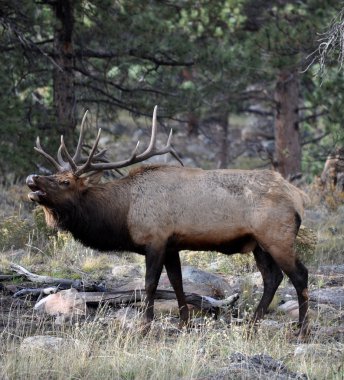 RMNP 2-058