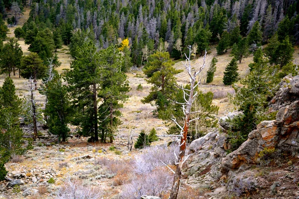 Rmnp - 597 — Stockfoto