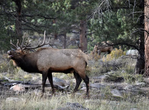 RMNP 2-058. — Stock fotografie