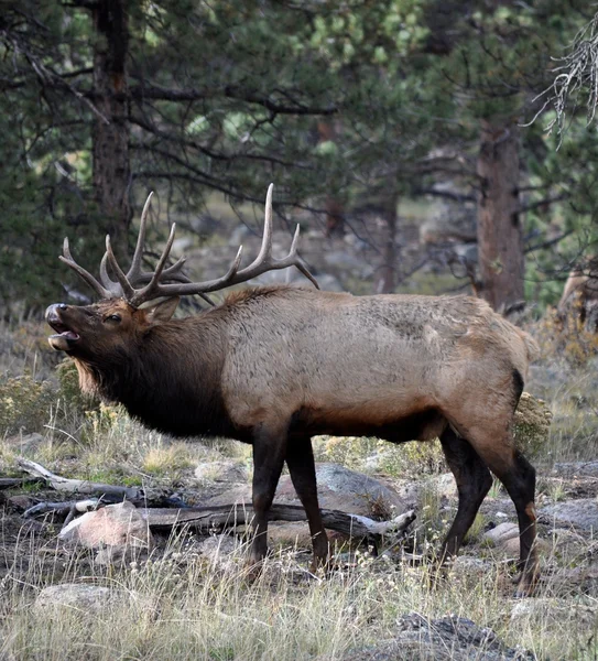 RMNP 2-058. — Stock fotografie