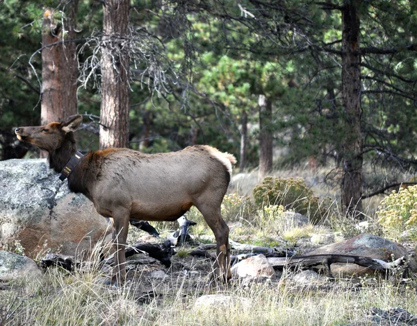 Rmnp 2-100 — 스톡 사진