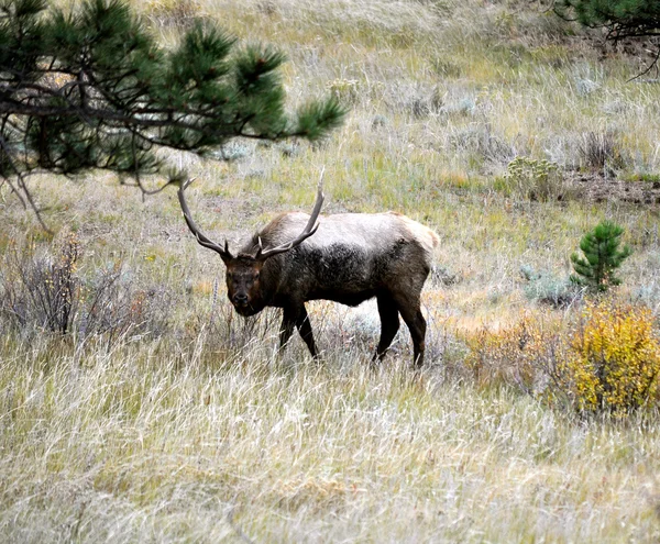 Rmnp 2 526 — 图库照片