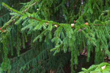 Прекрасные пейзажи