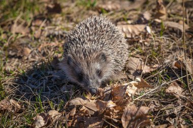 Animals.Животные.