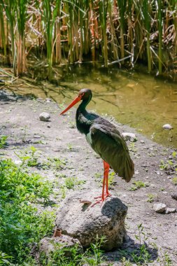 Animals.Животные.