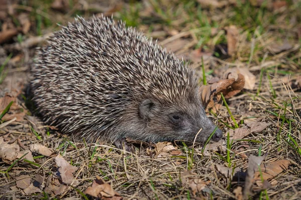 Animali e loro parti e pezzi staccati . — Foto Stock