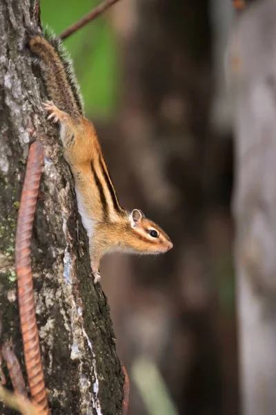 Small Beautiful Chipmunk Forest Tree High Quality Photo — Stockfoto