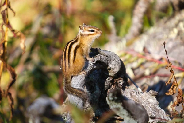 Small Beautiful Chipmunk Forest Tree High Quality Photo — Stockfoto