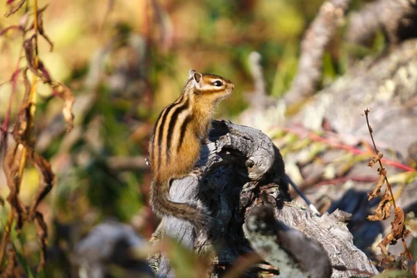 Small Beautiful Chipmunk Forest Tree High Quality Photo — Stockfoto