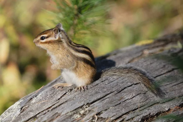 Small Beautiful Chipmunk Forest Tree High Quality Photo — Stock Photo, Image