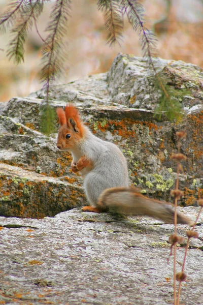 Beautiful Red Squirrel Stone Mountains Forest High Quality Photo — Stock Photo, Image