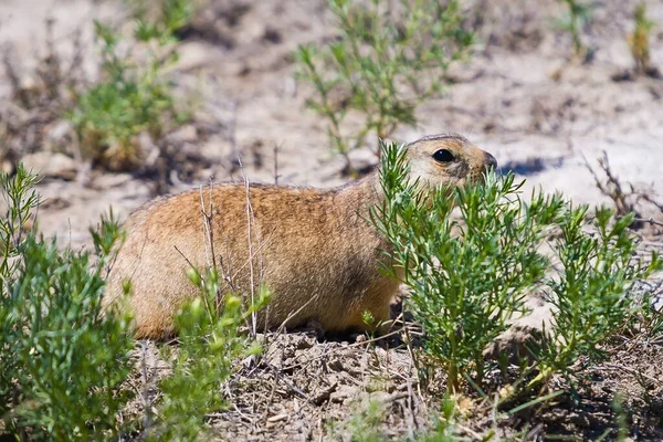 Little Yellow Ground Squirrel Grass Pantl High Quality Photo — ストック写真