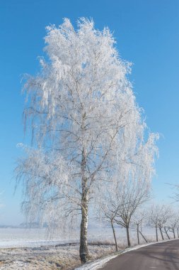 Almanya 'nın kuzeyinde karla kaplı ağaçlar ve mavi gökyüzü olan sihirli bir kış harikalar diyarında bir karşılama kartı, hediye kutusu veya takvim resmi için mükemmel bir cadde.
