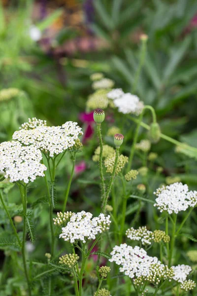 Fleurs Été Jaunes Blanches Capturées Dans Mon Jardin Campagne Par — Photo