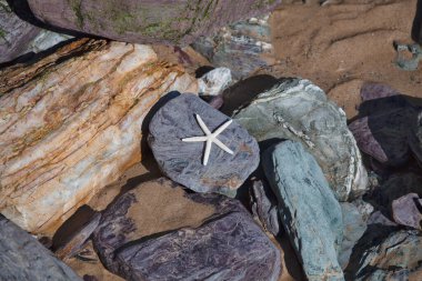 Deniz yıldızı Sahilde Kayalıklarda