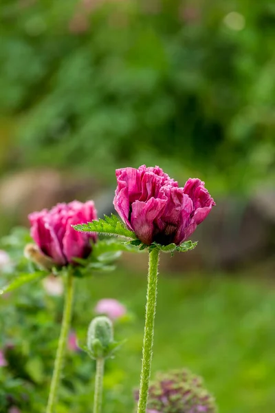 Flores Rosadas Amapola Grande Luz Del Sol Brillante Jardín Rural —  Fotos de Stock