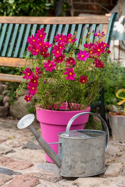 Piękne Kwiaty Kosmetyczne Różowy Garnek Ogrodzie Wiejskim Idealny Dla Miłośnika — Zdjęcie stockowe