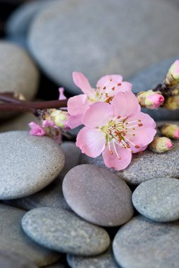 Gri çakıl taşı üzerinde narin pembe şeftali çiçeği bahar temaları için mükemmel, tebrik kartı, takvim resmi ya da hediye kutusu