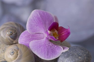 Salyangoz kabuklu ve çakıl taşlı güzel pembe orkide çiçeği, tebrik kartı, hediye kutusu veya takvim resmi için mükemmel.