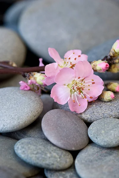 灰色の小石に繊細なピンクの桃の花 春のテーマに最適です グリーティングカード カレンダー画像やギフトボックス — ストック写真