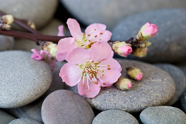 Gri Çakıl Taşı Üzerinde Narin Pembe Şeftali Çiçeği Bahar Temaları — Stok fotoğraf