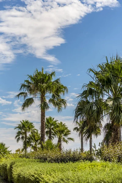 Palmen am blauen Himmel — Stockfoto