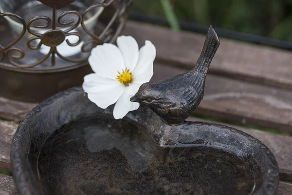 Heart Shaped Metal Birdbath Bird White Cosmea Flower Perfect Greeting — Stock Photo, Image