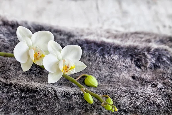 Elegáns Csendélet Fehér Orchidea Virágok Hamis Szőrme — Stock Fotó