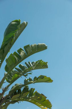 Taze yeşil palmiye yaprakları açık mavi gökyüzünde