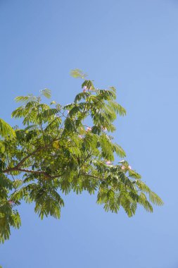 Tropikal Yapraklar Mavi Gökyüzünde
