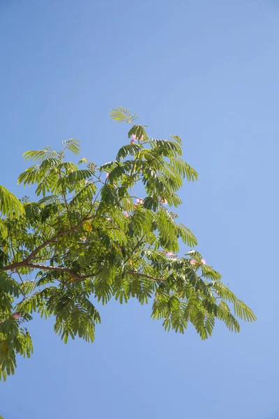 青い空を横切る熱帯の葉 — ストック写真