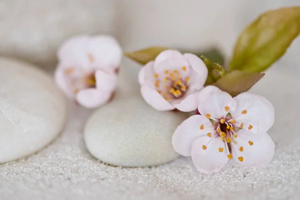 Minimalist Kiraz Çiçeği Hareketsiz Hayat — Stok fotoğraf