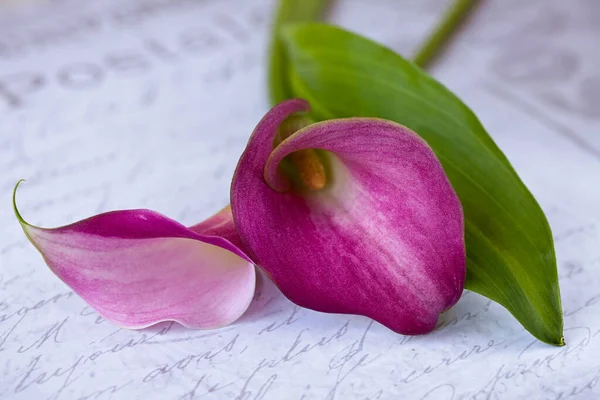 Minimalista Calla Fiore Natura morta — Foto Stock