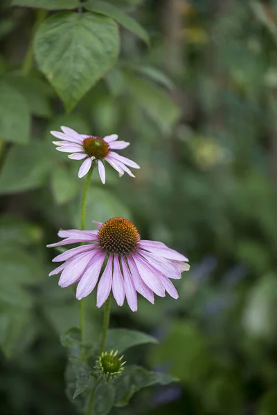 Pink Autumn Flowers Close Up — Stock Photo, Image