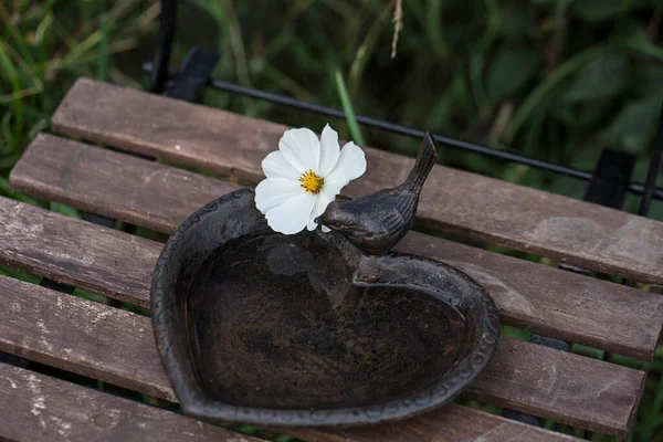 Bird Bath With White Flower — Stock Photo, Image