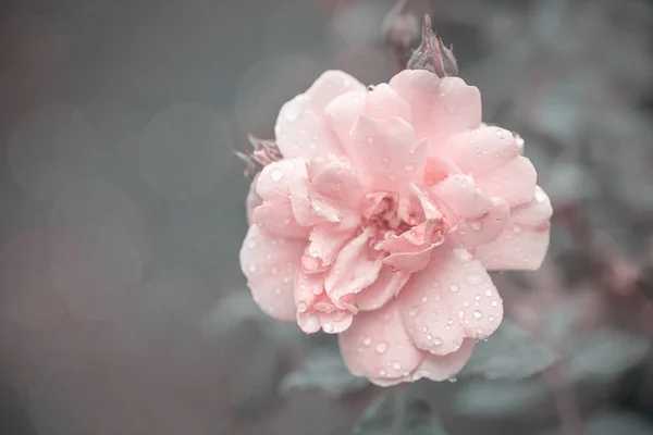 Pink Garden Rose In A Pastel Color Look — Foto Stock