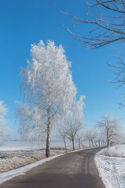 Almanya 'nın kuzeyinde karla kaplı ağaçlar ve mavi gökyüzü olan sihirli bir kış harikalar diyarında bir karşılama kartı, hediye kutusu veya takvim resmi için mükemmel bir cadde.