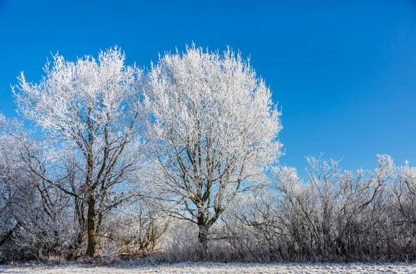 Almanya 'nın kuzeyindeki bozulmamış kırsal bir alanda karla kaplı ağaçlar ve mavi gökyüzü ile büyülü kış harikalar diyarı. Bir tebrik kartı, hediye kutusu veya takvim resmi için mükemmel.
