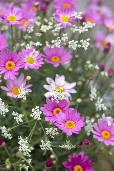 Vollrahmen Rosa Gänseblümchen Blumen Einem Sommertag Perfekt Für Eine Grußkarte — Stockfoto