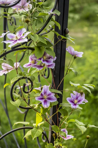 Clematis ดอกไม กไว ในสวนประเทศของฉ นในว ดเจนเหมาะส าหร บการ ดอวยพรกล องของขว — ภาพถ่ายสต็อก