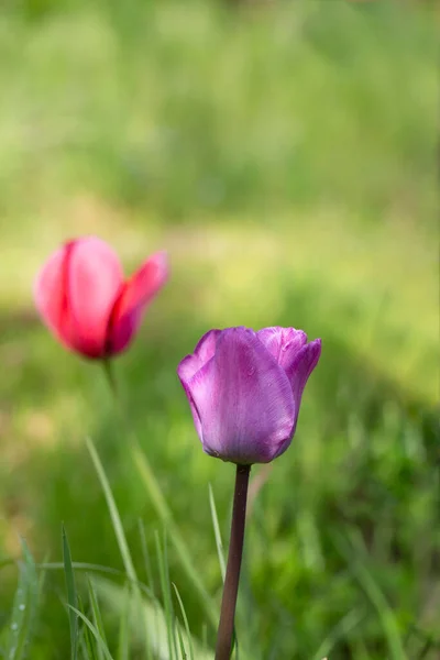 Tulipes printanières sur fond vert — Photo