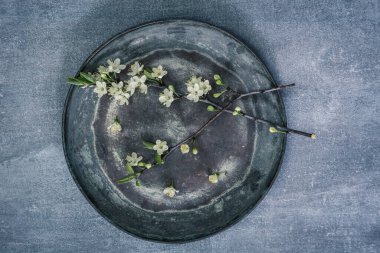 Beyaz Yaban Erik Ağacı Çiçeği